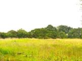 R1317 - Amenity/Equestrian Land at Froom Street, Chorley, PR6 9AR